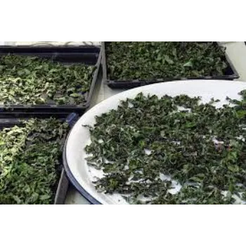 Popular Dry Mint Leaves